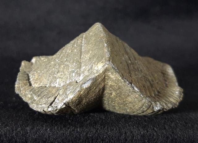 Paraspirifer bownockeri (STEWART 1927) - Bild &copy; FossNet FossilienStore